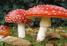 Fliegenpilz Kaufen: A Complete Guide to Buying Fly Agaric