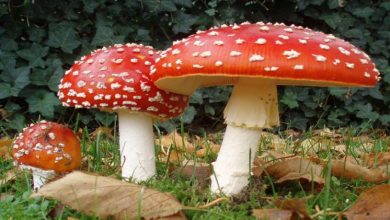 Fliegenpilz Kaufen: A Complete Guide to Buying Fly Agaric